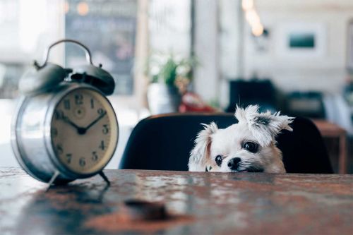 kleiner Hund guckt über Tisch mit Wecker
