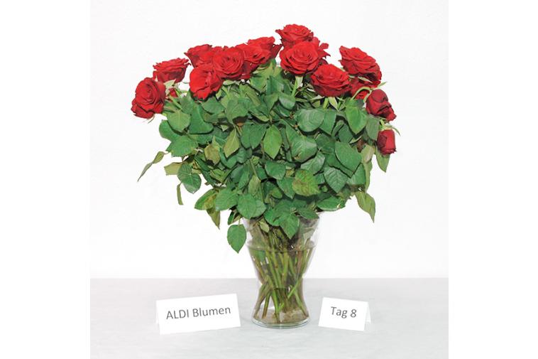 Rosenstrauß von ALDI Blumen - Tag 8