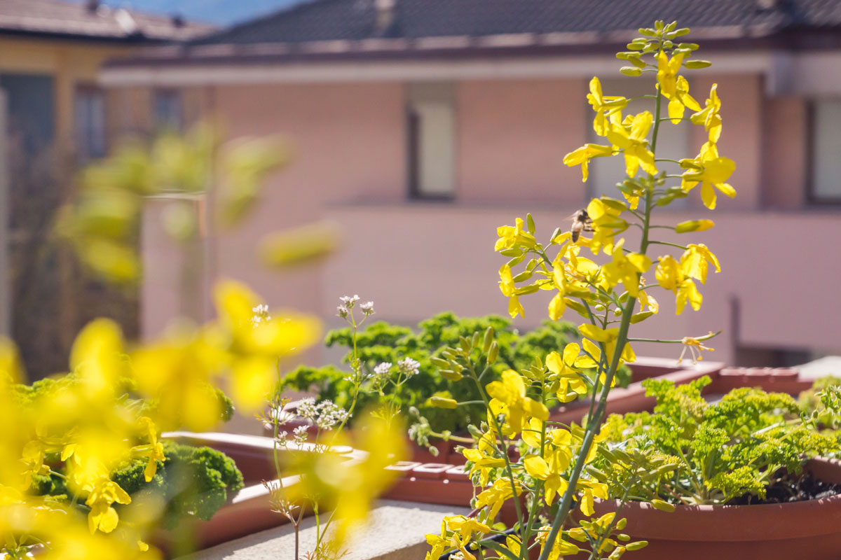 Balkon bienenfreundlich bepflanzen
